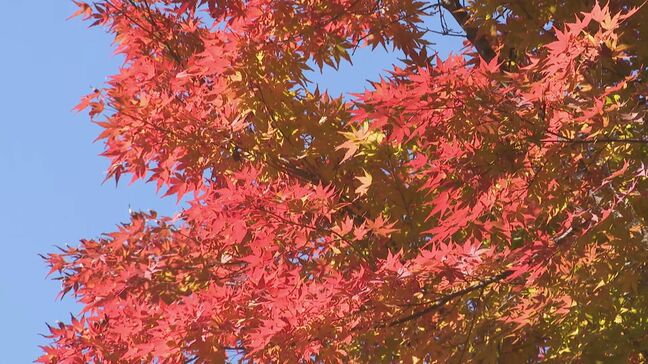 「グラデーションがとても素敵」箕輪町の「もみじ湖」　約1万本の真っ赤なモミジが見頃　長野|TBS NEWS DIG