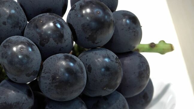 ピオーネが百貨店に初入荷　1房9720円　形や色が良く甘みもかなり強い濃厚な味に【岡山】|TBS NEWS DIG