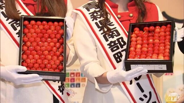 南部町の「サクランボ狩り」が40周年　今年は甘味がのって生産量も十分　南部町フルーツ娘「いろんな種類のサクランボの木があるので食べ比べしていただいて」　青森県|TBS NEWS DIG