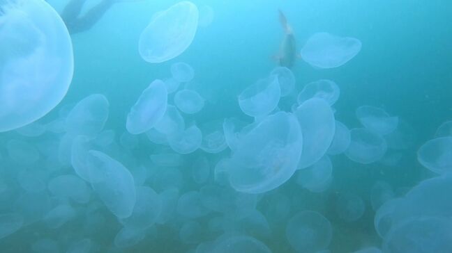 田ノ浦ビーチ沖合に広がる神秘的な海の世界　ミズクラゲの群れと出会う夏　大分|TBS NEWS DIG
