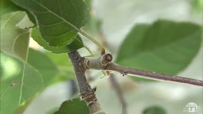「10年くらい前から毎年…」消えたリンゴ『ふじ』約330個　青森県弘前市で今シーズン初のリンゴの窃盗事件が発生　10月下旬に収穫予定だったものの…|TBS NEWS DIG