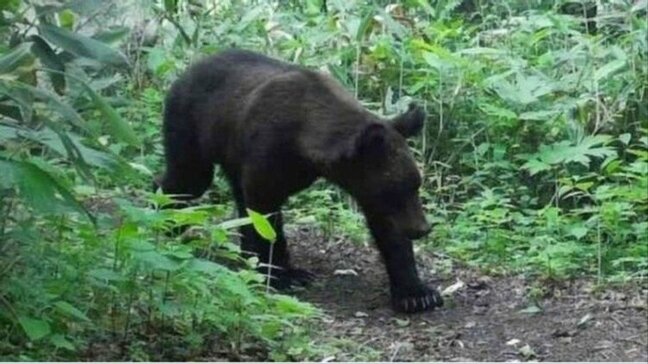 「クマ鈴は効かない？」クマ出没に向き合う札幌市民が投げかけた疑問、専門家「成功体験したクマにとってはご飯の合図、そうした状況を作らないこと」|TBS NEWS DIG