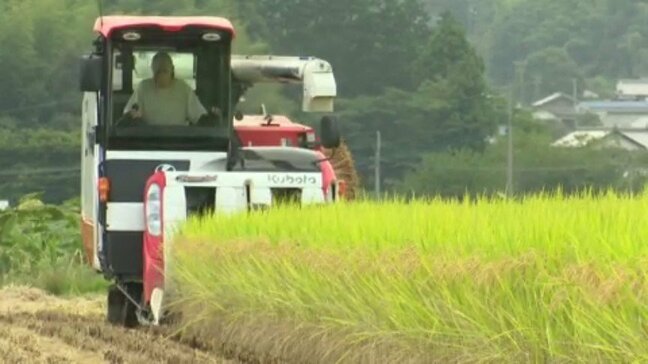 愛媛県のブランド米“ひめの凜”収穫最盛期 愛媛|TBS NEWS DIG