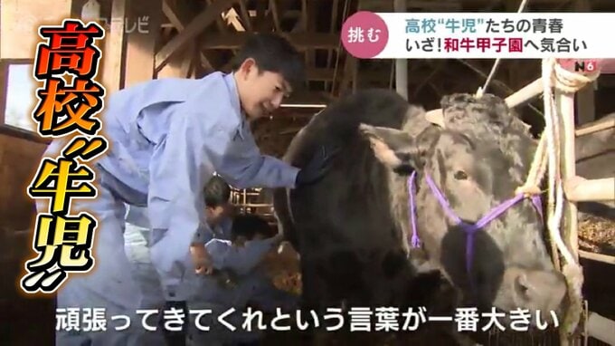 高校“牛児”の青春…いざ！和牛甲子園へ　入賞めざして気合も十分　富山　|　富山のニュース｜天気・防災｜チューリップテレビ