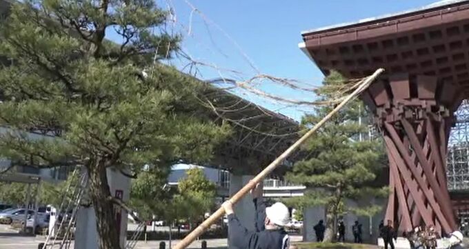 本格的な春の訪れ 金沢駅前で街路樹の雪つり外し作業始まる　|　石川県のニュース｜MRO北陸放送