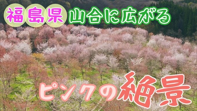 ２００１本！？ 福島県の山の中に広がるピンクの絶景【ふくしまSHOW】　|　福島のニュース│TUF