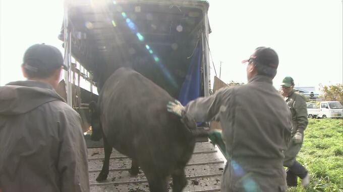 「立冬」牧場で牛の放牧が終了　預かり放牧していた約110頭の牛を飼い主へ戻す「野下げ」作業進む|TBS NEWS DIG