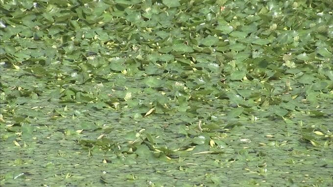 「ここまでの大量繁殖は初めて」お堀を埋めた大量の「ヒシ」除去始まる　|　BSSニュース | BSS山陰放送
