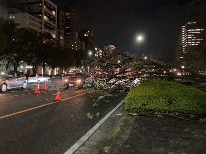 平和大通りで街路樹が倒れ車に接触　広島　|　RCC NEWS | 広島ニュース | RCC中国放送