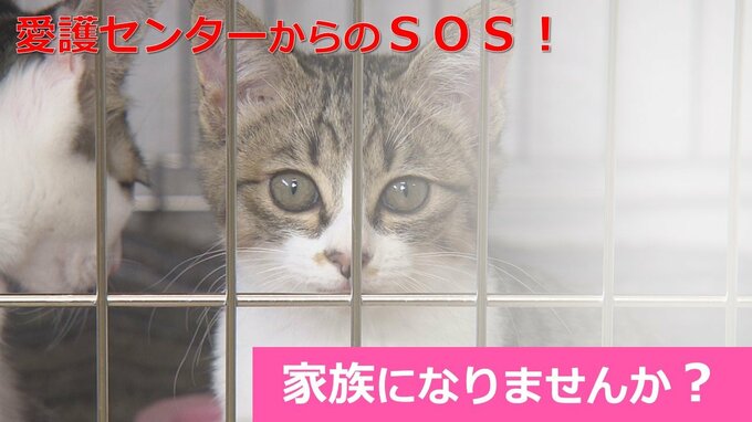 動物愛護センターからのＳＯＳ！「家族になりませんか？」緊急譲渡会も　　|　熊本のニュース｜RKK NEWS｜RKK熊本放送