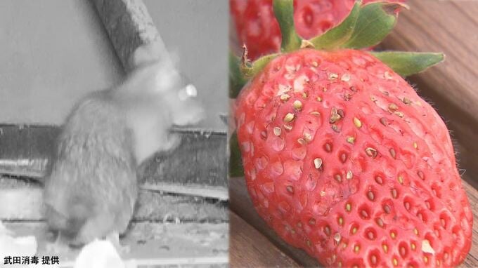 「温暖化とか環境の変化もある」冬の時期にネズミの出没相次ぐ　イチゴ農園は1500粒以上が被害に　山梨　|　山梨のニュース | ＵＴＹテレビ山梨