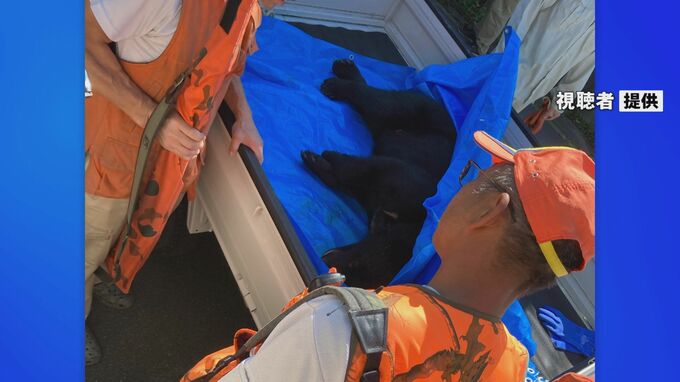 「カキを食べていた」「怖かった」早朝の住宅街に“体長1メートルのクマ” 約3時間後に駆除　|　石川県のニュース｜MRO北陸放送