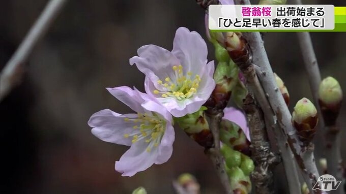 「ひと足早い春を感じてほしい」『大寒』のなか卒業式など彩る「啓翁桜」の出荷作業始まる　　|　青森のニュース│ATV NEWS│青森テレビ