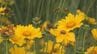 繁殖力が強い黄色の花「オオキンケイギク」 特定外来生物から在来種を守るため約200人が駆除活動 愛知・みよし市　|　名古屋・愛知・岐阜・三重のニュース【CBC news】 | CBC web