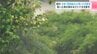 高知県内は24日夜遅くにかけて「警報級の大雨」の可能性　低い土地の浸水などに注意　|　高知のニュース・天気｜KUTV NEWS | KUTVテレビ高知