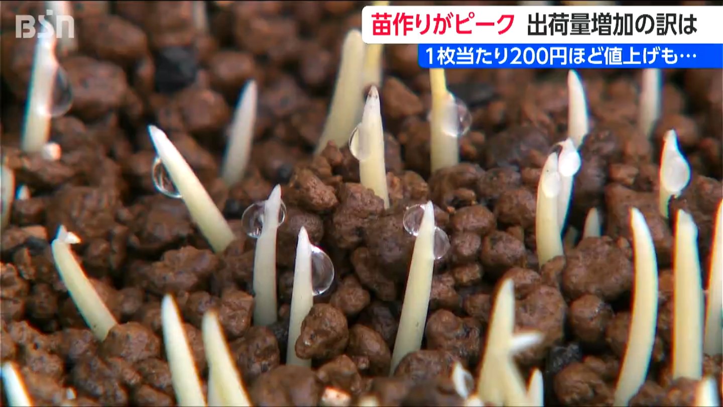 燃料・農薬値上げでも稲作農家の生産意欲は旺盛 田植えに向けて苗
