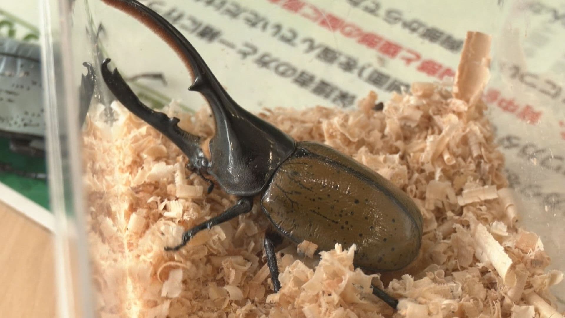 触っていいの？」世界の珍しい昆虫大集合 「ヘラクレスオオカブト