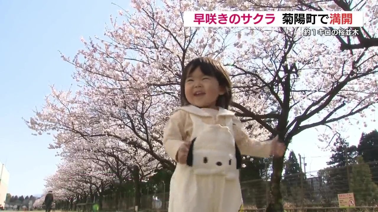 早咲きの「春めき桜」満開 熊本・菊陽町「富士フイルム」敷地内を一般
