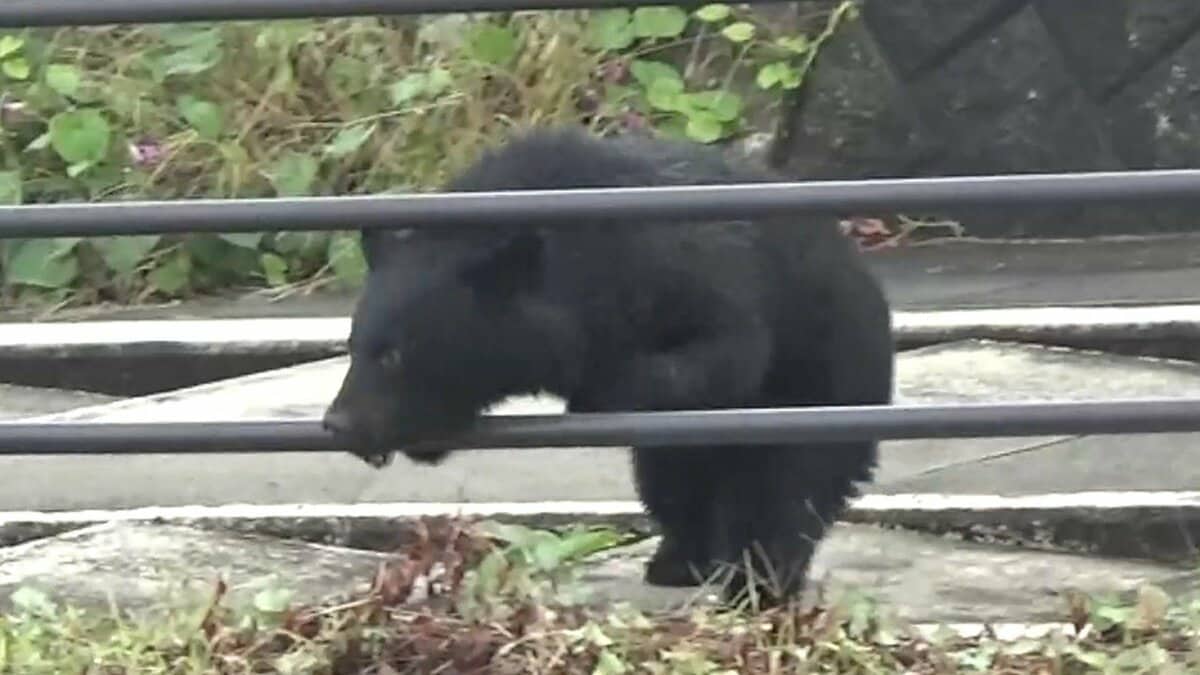 市街地のクマ目撃…実は「着ぐるみを着た人を見間違い」！？ 関係者から