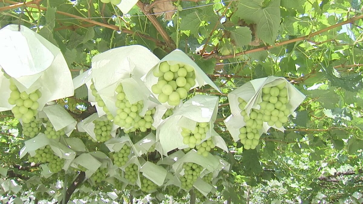 栽培作物は「果樹」が最多　山梨県内の新規就農者は337人　10年連続300人越え