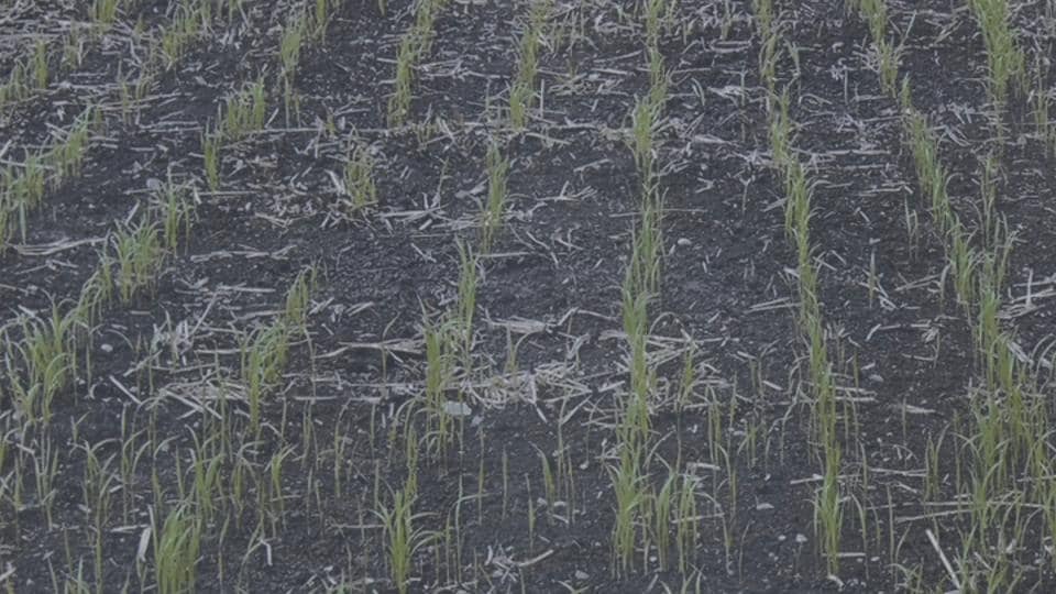 水田ではなく「乾田」で栽培　畑で育った新米の販売会　県内で普及目指す