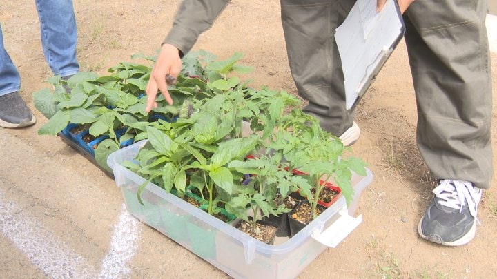 「おいしい野菜を作ってほしい」　高校生が授業で育てた野菜や草花の苗販売　販売会は平日 大型連休明けまで　山梨・北杜高校