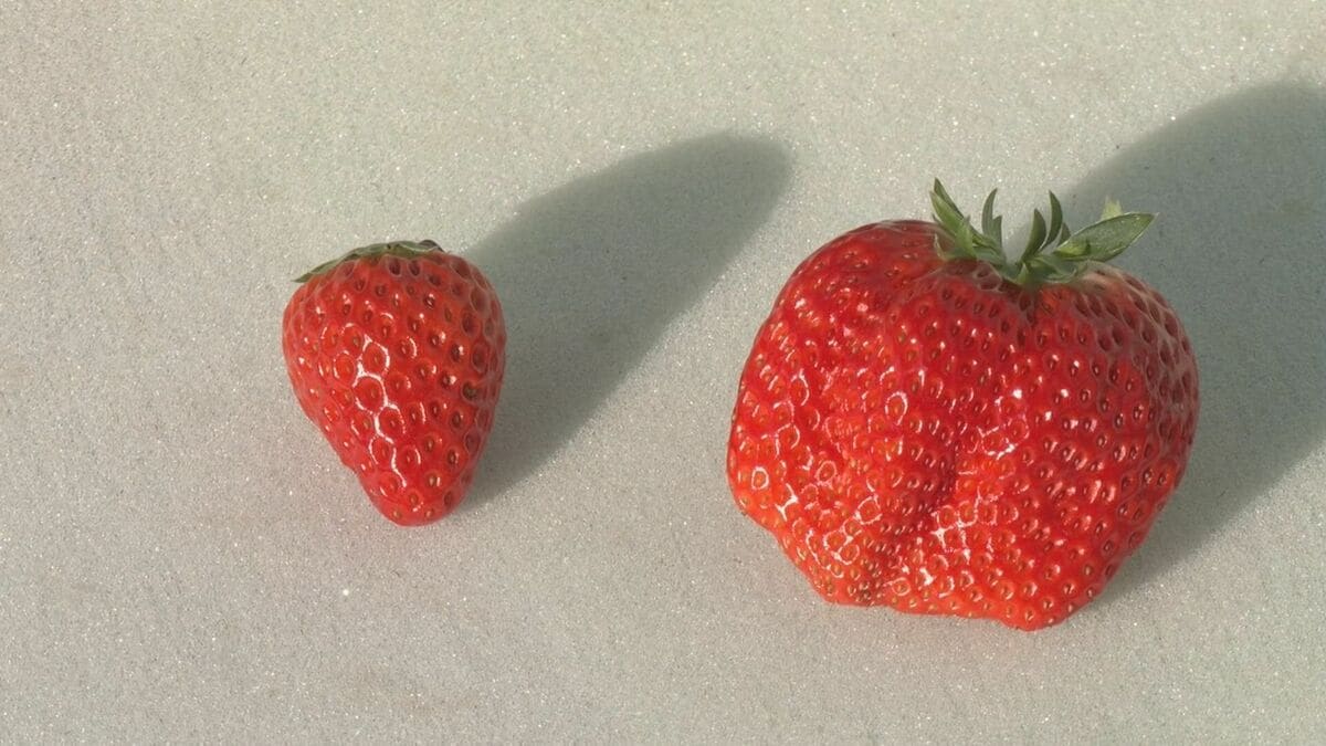 通常の3~4倍の大きさに 愛知県内有数のイチゴの産地 岡崎市で育った