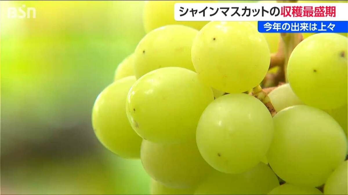 シャインマスカット収穫最盛期 価格は2房 約3,000円 出来は良好で炭酸