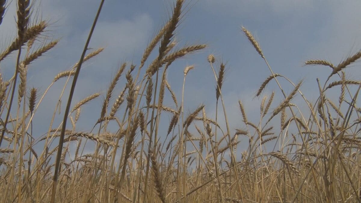 黄金色に実る“小麦”　「麦刈り」体験　うるま市・伊計島