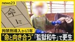 「網走監獄和牛」で更生を目指す北海道・網走刑務所の受刑者たち　拘禁刑導入から1年 牛の命と向き合う姿に密着【news23】|TBS NEWS DIG