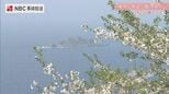 眼下に広がる五島灘の青と桜「軍艦島」を遠望できるスポット 長崎市 権現山展望公園の春|TBS NEWS DIG
