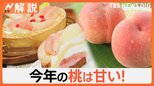 山梨の桃、今年の傾向は“高糖度” 「新鮮で安い」日本の桃に海外からも熱視線【Nスタ解説】|TBS NEWS DIG
