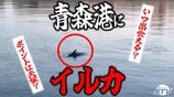 青森港に「イルカ」出現！　エサとなるイワシを追いかけて回遊か　出会いやすい日は晴れている！？　県内には砂浜からも見られることもある場所が　野生のイルカの出現スポットは？　|　青森のニュース│ATV NEWS│青森テレビ
