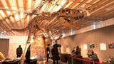 まるで博物館…姶良市役所で「恐竜博物展」　あす20日から開催　鹿児島|TBS NEWS DIG