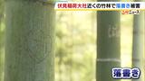 アルファベットやハートマーク…竹林への“落書き被害”伏見稲荷大社の近くでも　歩道から手が届かない竹にまで「困ったもんとしか言いようがない」|TBS NEWS DIG