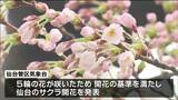「仙台にも春が来た」 仙台でサクラ開花　観測史上最も早く　|　宮城のニュース│tbc NEWS│tbc東北放送