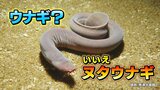 目もあごも無い衝撃ビジュアル「おいしいんですよ!」うなぎのようでうなぎでない「ヌタウナギ」 かば焼きにすると…|TBS NEWS DIG