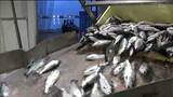 石巻魚市場に1か月遅れで養殖ギンザケ入荷 入札では過去最高値で取り引きも | 宮城のニュース│tbc NEWS│tbc東北放送