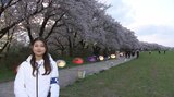 今まさに見頃を迎えている「桜の名所」 北上展勝地さくらまつり会場から中継①|TBS NEWS DIG