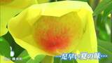 温室育ちの“はなよめ”出荷始まる 県産モモのトップバッター「一足早い夏を感じて」【岡山・勝央町】|TBS NEWS DIG