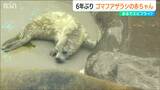 「クリーム色の姿は今しか見られない」ゴマフアザラシの赤ちゃん6年ぶりに誕生 マリンピア日本海|TBS NEWS DIG