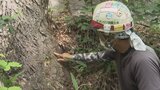 感染すると樹木が枯れるナラ枯れの被害拡大　甲府市は前年の3.7倍　県が防除作業|TBS NEWS DIG