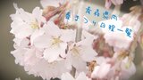 青森県内の主な桜（春）まつりの日程一覧まとめ　|　青森のニュース│ATV NEWS│青森テレビ