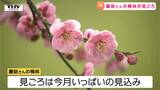 雨でも美しく咲く梅「一足早く春を」という愛が生んだ名所 慶助さんの梅林が見ごろ(山形・長井市) | 山形のニュース│TUYテレビユー山形