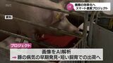エサや水の量をAI解析 養豚の効率化を図る JA宮崎経済連などがスマート農業の実証プロジェクト | MRTニュース | MRT宮崎放送