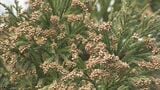 早くも「花粉」飛散予測発表…2026年春はどうなる？　東北で前シーズン比「730％」北海道で「420％」との予測も　|　BSSニュース | BSS山陰放送