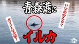 青森港に「イルカ」出現！　エサとなるイワシを追いかけて回遊か　出会いやすい日は晴れている！？　県内には砂浜からも見られることもある場所が　野生のイルカの出現スポットは？|TBS NEWS DIG