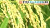 11月中旬に新酒出荷へ 大崎市の酒造メーカーで酒米の稲刈りスタート「味わいはすごく期待できる」 宮城・大崎市|TBS NEWS DIG
