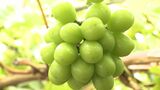 「“アレ”が出ると生産量が…」シャインマスカットを襲う原因不明の「未開花症」に生産者も不安 | 静岡のニュース | SBSNEWS | 静岡放送