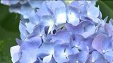 梅雨を彩るアジサイ 例年より2週間ほど早く咲き始める 千曲市上山田の智識寺 今週末に見ごろ|TBS NEWS DIG